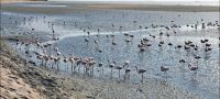 Flamingos in der Walvis Bay Lagoon