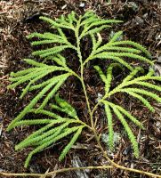 Moos am Waldboden des Abel Tasman Nationalpark