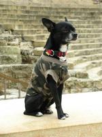 Wachhund