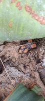 Ein kleiner Besucher an der Welwitschia 