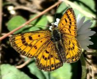Lycaena Mariposa, Schmetterling aus der Familie der Bläulinge