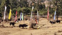 Yak Herde