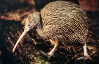 Kiwi, der Nationalvogel der Neuseeländer 