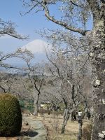 Fuji san durch einen Magnolienbaum