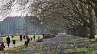 Platanenallee mit Krokuswiesen