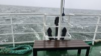 Raus aufs Meer 