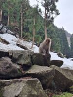 Zu Besuch im Affenpark