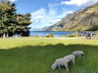 Schafe bei der Walters Peak Farm