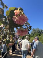 Spanien, Malaga, Zitrusfruchtplantage Juanito Orange