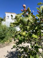 Spanien, Malaga, Zitrusfruchtplantage Juanito Orange