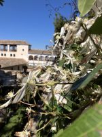 Spanien, Alhambra, Frühling im Generaliffe