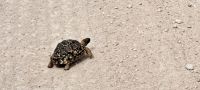 Ein Mitglied der Kleinen 5 - die Leopardenschildkröte