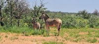 Zebra mit Fohlen