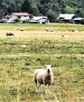 Schafherde in der Nähe von Queenstown