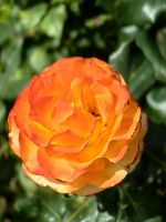 Schöne Rose auf unserem Weg zum Lindis Paß