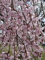 Kirschblüte in Japan