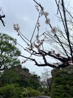 Fukuoka - Japanischer Garten