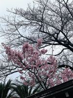 Schrein Tempel Fukuoka