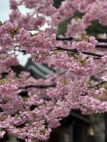 Schrein Tempel Fukuoka - Kirschblüte