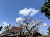 Kyoto Schrein