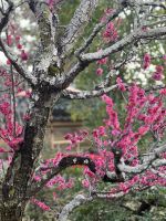 Kyoto - Blütenpracht