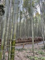 Bamboo Forest Kyoto