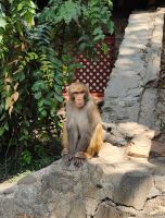 Affentempel   Assam Makak