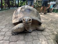 Riesenschildkröte