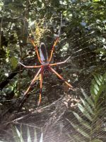 Spinne