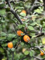 Vegetation am Fuße des Mount Cook
