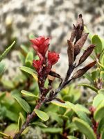 Gämsheide am Fuße des Mount Cook 