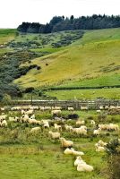 Schafherden werden in Neuseeland immer seltener