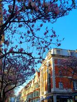 Es blüht in Kensington