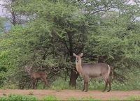 Wasserbockmama mit ihrem Jungen