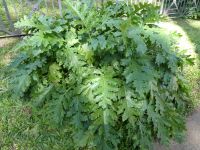Akanthus, Blatt der Säulenkapitelle, Rom