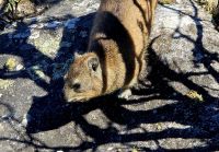 Junger Bruder des Elefanten (1)