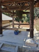 auf der Insel Miyajima