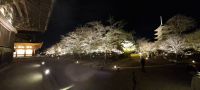 Toji-Tempel in Kyoto - illuminierter Garten
