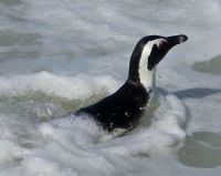 Boulders Beach