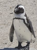 Boulders Beach