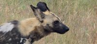 Wildtierwelten im Kruger NP (9)