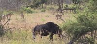 Wildtierwelten im Kruger NP (13)