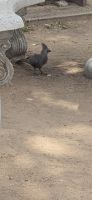 Wildtierwelten im Kruger NP (26)