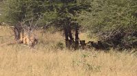 Wildtierwelten im Kruger NP (32)
