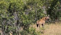 Wildtierwelten im Kruger NP (34)