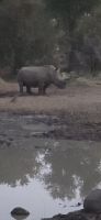Prideland Safari (3)
