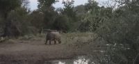 Prideland Safari (5)