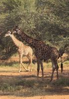 Prideland Safari (10)