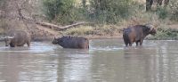 Prideland Safari (26)