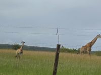 Streckenbegleitung (2)